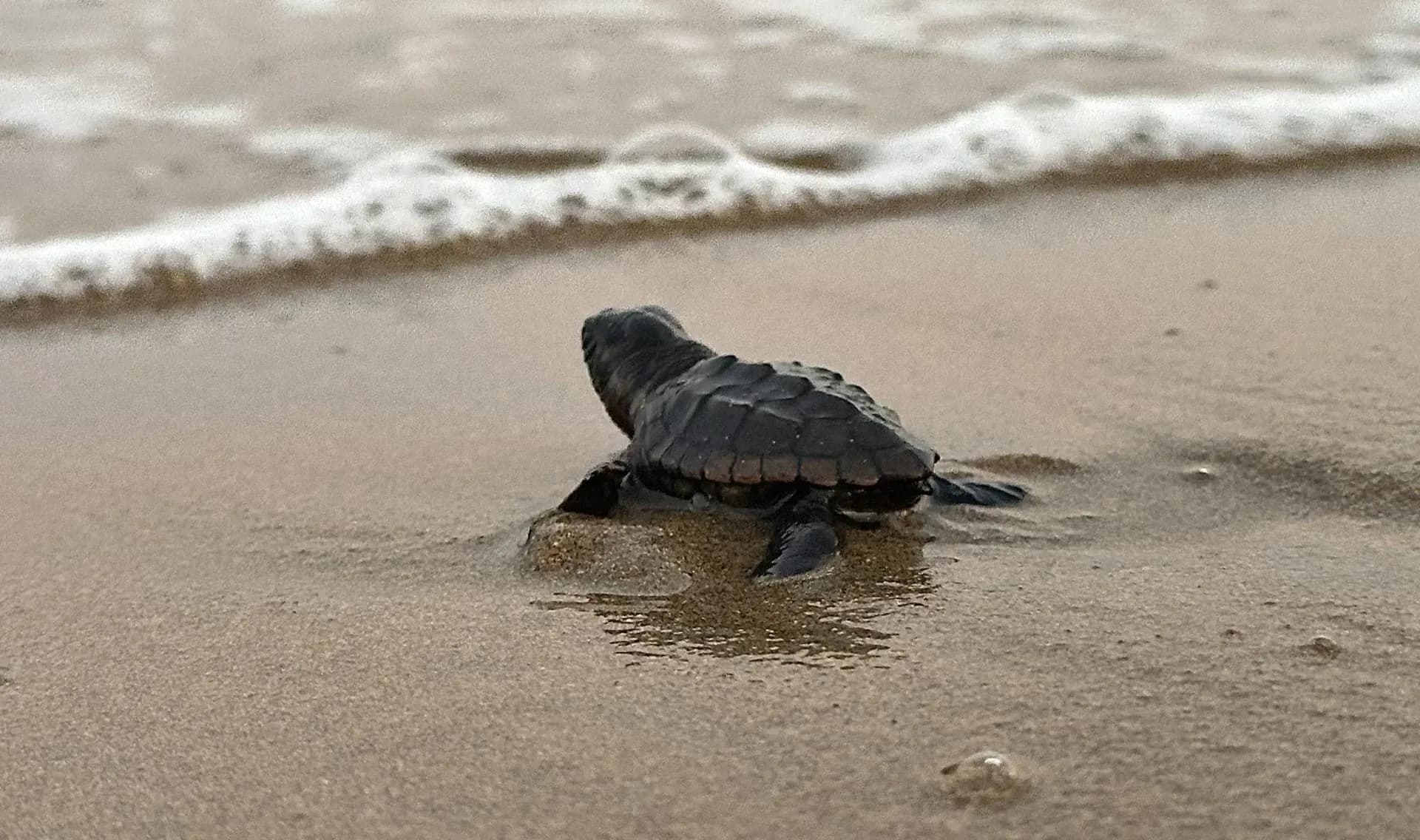 Belek otelleri, 1 milyon 513 bin  caretta caretta yavrusunu denizle buluşturdu