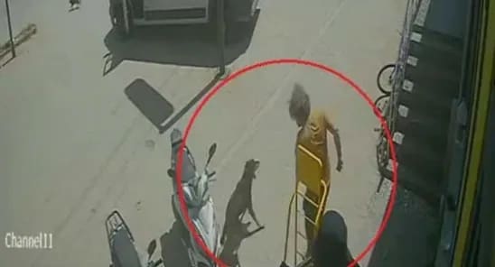 Antalya'da kediyi ezip köpeğe tekme atan Rus, sınırdışı edildi