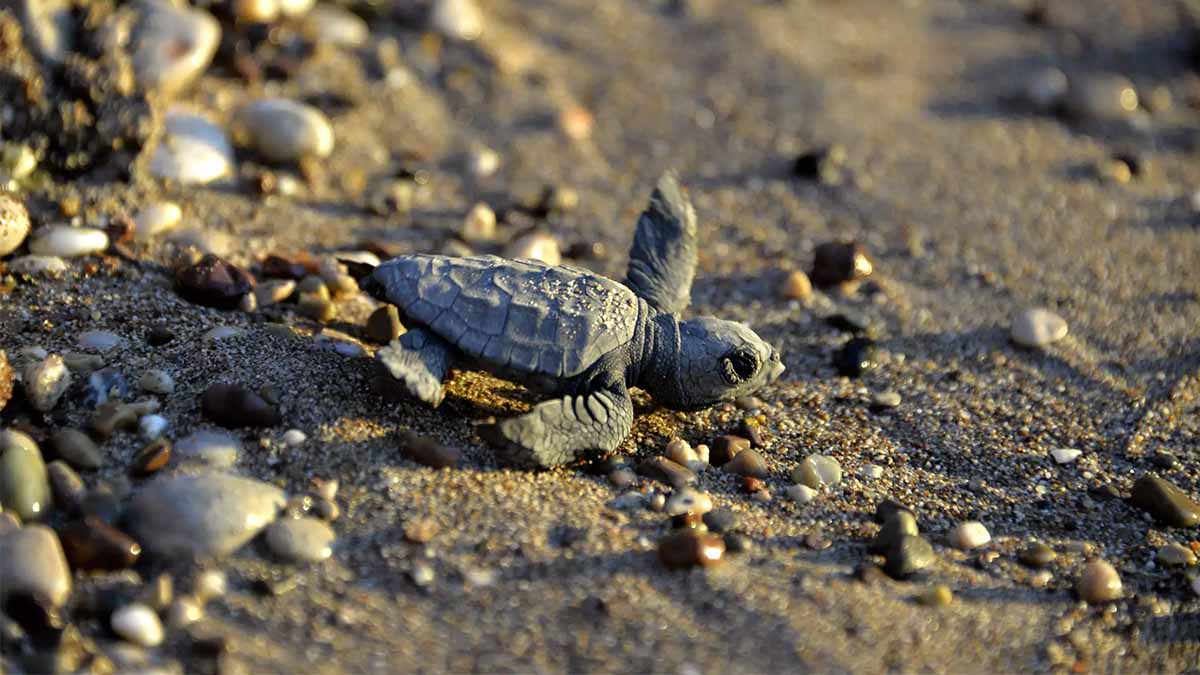 Antalya’da caretta yuvaları, para karşılığı turistlere açılıyor