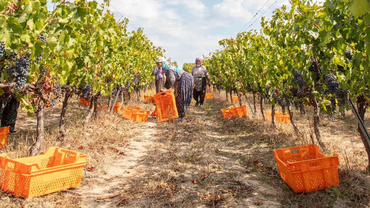 Arcadia Bağları ve Bakucha Vineyard Hotel’den bağbozumu turizmi