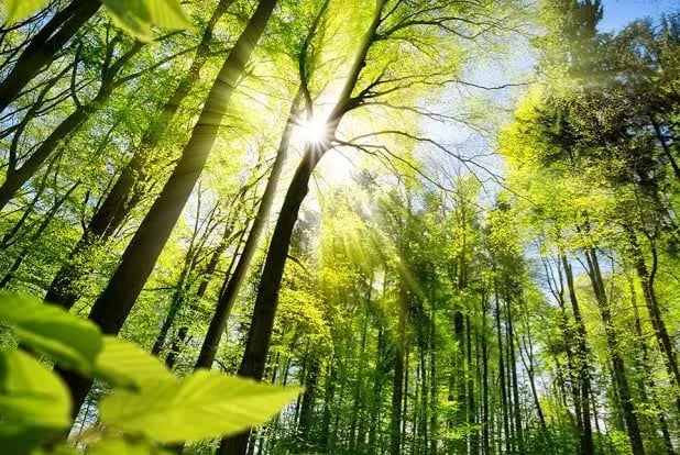 Sadece enerji tasarruflu ampulle Yeşil Otel olunmuyor!