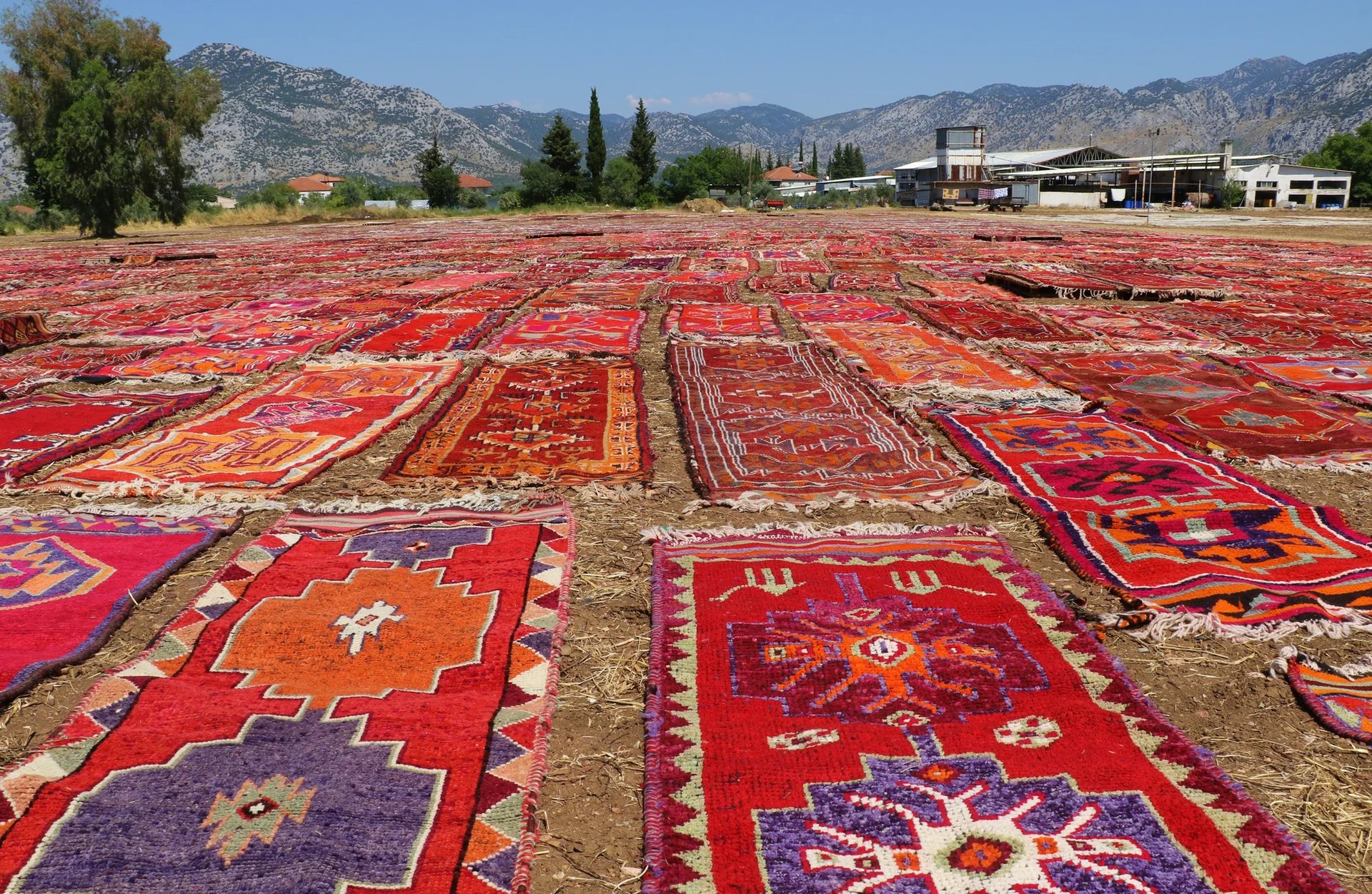 Turistlerin gözlerine inanamadığı o manzara, Antalya’nın halı tarlaları