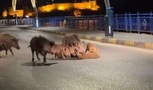 Domuzlar turizm merkezlerini istila etti
