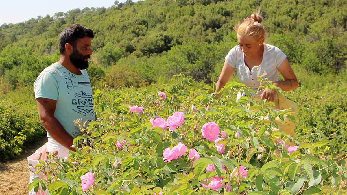 Isparta’da “gül hasadı” turizmi başladı