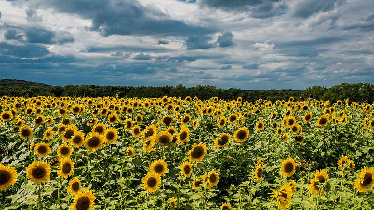 Tekirdağ'daki ayçiçeği tarlaları turistlerin ilgi odağı oldu