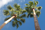 Antalya’da otelde turistin üzerine palmiye ağacı düştü